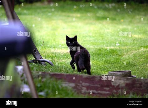 Black Cat Staring Stock Photo Alamy