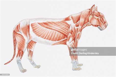 Illustration Of A Tigers Muscular Anatomy High Res Vector Graphic