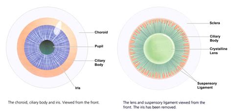 The Structure And Anatomy Of The Eye