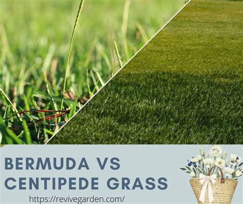 Bermuda Vs Centipede Grass One Thing Theyre Not The Same
