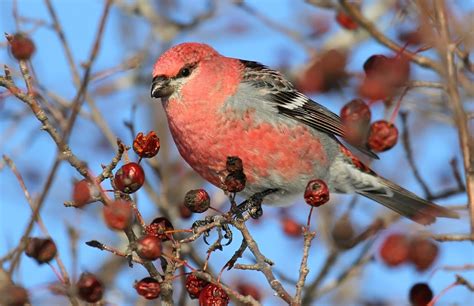 Dnr Winter Brings Bounty Of Boreal Birds To Wisconsin Merrill Foto News