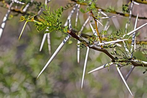 Long Sharp Thorns On Karoo Acacia Tree Stock Photo Image