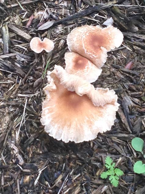 Need Help Identifying Florida Shrooms Mushroom Hunting