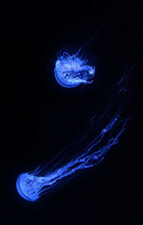 Hd Wallpaper Jellyfish Aquarium Underwater Ocean Animal Aquatic