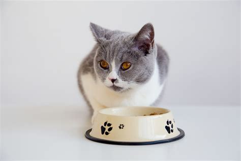 Instead of three big meals a day, try feeding your cat smaller portions five to six times a day for one to two weeks. Does Your Cat Eat Too Fast? | Two Crazy Cat Ladies