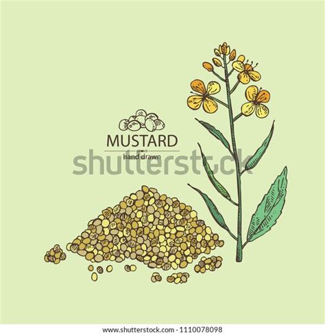 Mustard Plant Mustard Seeds Flower Leaves Stock Vector Royalty Free