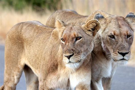 Hier erhaltet ihr meine plottdatei leonas löwe. Dos leonas (panthera leo) imagen de archivo. Imagen de ...