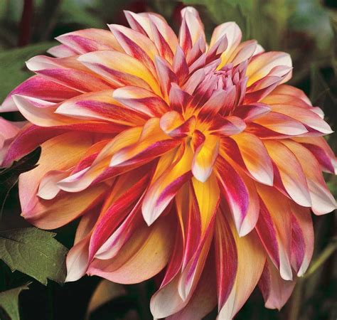 The Most Rewarding Plant In Your Landscape These Massive New Dahlias