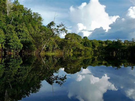Amazon Rainforest Jungle Black River Wallpaper Hd Images