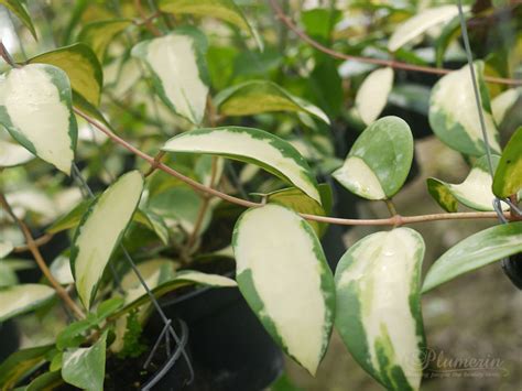 It will in all liklihood be mislabled as h. Index of /hoya/picture/verticillata_variegated