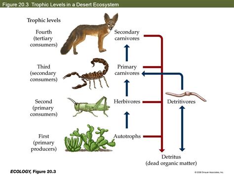For example, a zebra eats grass, and the zebra is eaten by the lion. Food Chain Of Desert Ecosystem - Urban Food Deserts