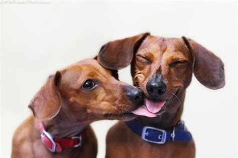 12 Funny Dachshund Face Expressions I Love Dachshunds Love My Dog