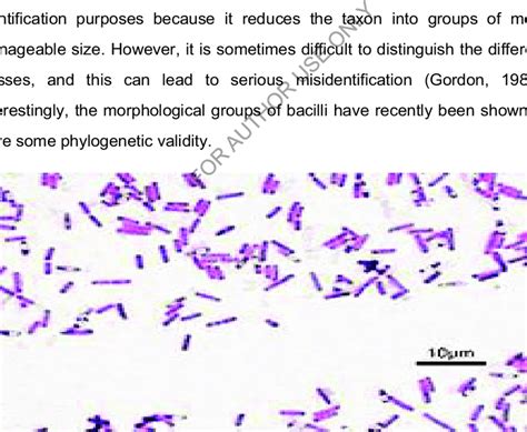 1 Gram Positive Bacilli Bacteria Wikibacillus