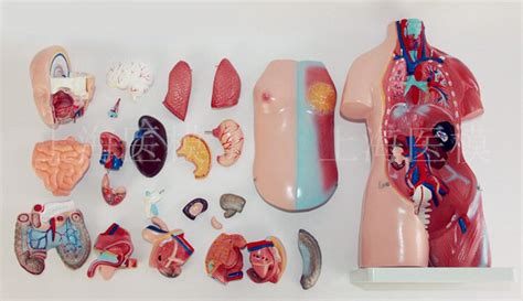45cm Uniex Human Torso Human Anatomical Structure Model Internal Organ