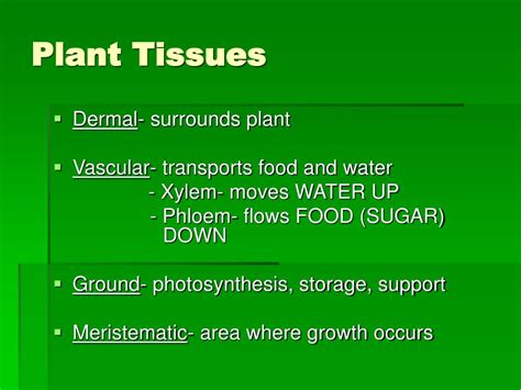 Ppt Plant Tissues And Organs Powerpoint Presentation Free Download