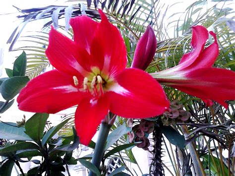 Garden Care Simplified Big Amaryllis Red Lily Flowering Plant Tips