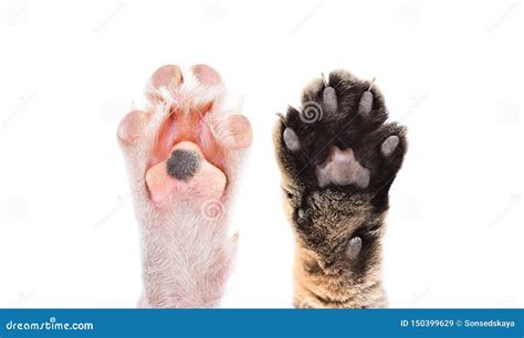 Cat Paws Vs Dog Paws Farming Haven