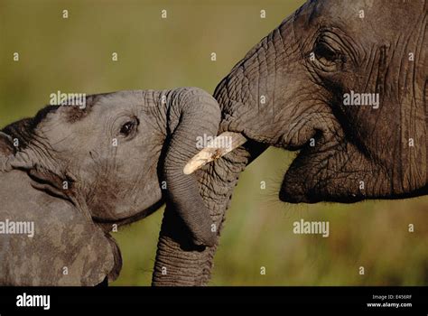 African Elephant Trunks Touching Hi Res Stock Photography And Images