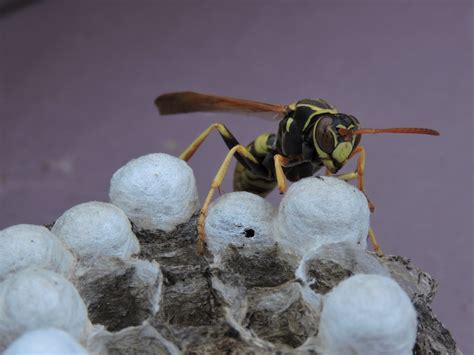 I use something for wasp nests. Paper Wasp Nest Small | Mice