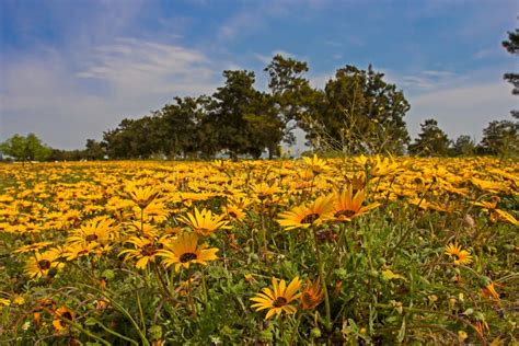 Field Of Yellow Wild Spring Daisies Stock Image Image Of Beautiful