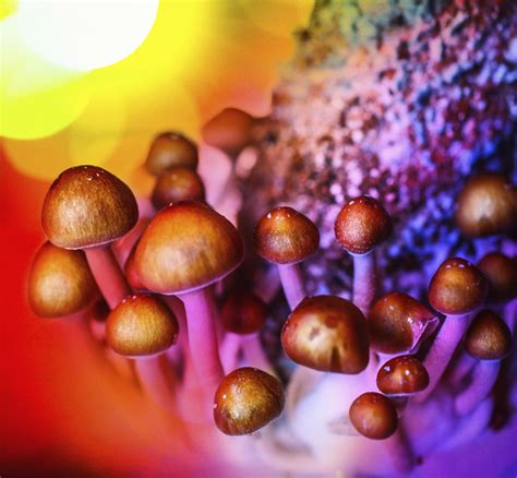 Magic Mushroomshallucinogenic Drug Reduces Depression In