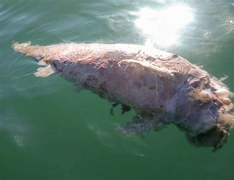 Pero sus días pueden estar contados por la pesca ilegal de otra especie protegida: Lanzan nuevo plan para salvar a vaquita marina - José Cárdenas