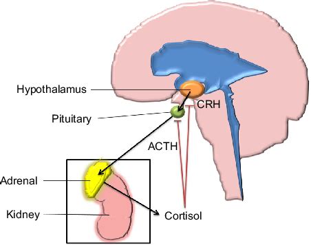 Hypothalamicpituitaryadrenal Axis Notes The Hypothalamus Releases