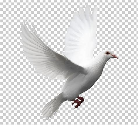 Columbidae Release Dove Doves As Symbols Domestic Pigeon Png Clipart