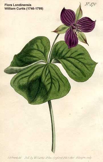 Trillium Erectum Botanical Drawings Plant Drawing Flower Illustration