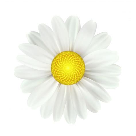 Colección de xaris coello • última actualización: Flores de primavera margarita aisladas | Vector Premium