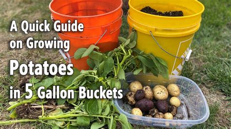 How To Grow Potatoes In 5 Gallon Buckets🥔🥔 A Quick And Easy Planting