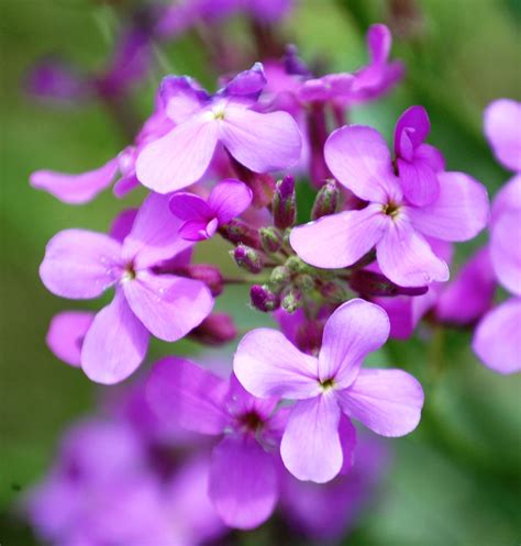 Beautiful Purple Wildflowers On The Beach Of Lake Andes In South Dakota