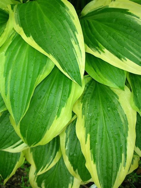 Growing zones 3 to 9. The Many Colors of Hosta