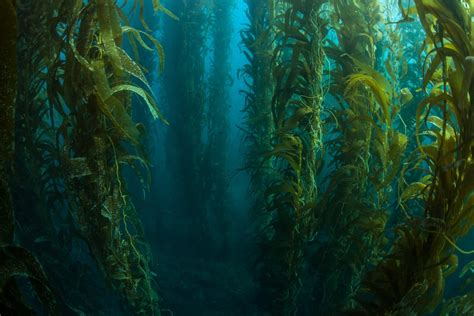 What Is A Kelp Forest American Oceans
