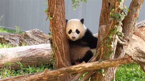 Giant Panda Bao Bao Adorable Youtube
