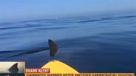 Shark Sightings Leave California Beachgoers In Fear Cbs News