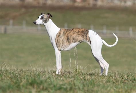 Whippet Dogs Breed Facts Information And Advice Pets4homes