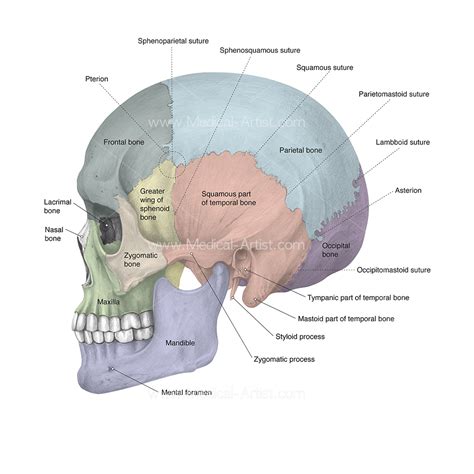 Anatomy Of The Head And Neck Human Anatomy Medical Illustration
