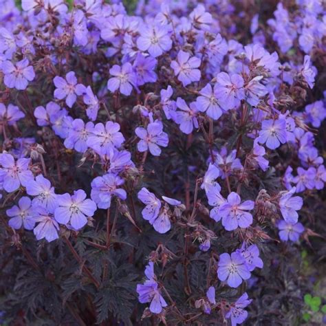 Geranium Pratense Black Beauty Dark Reiter Hardy Geranium Garden Plants