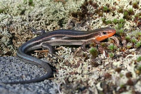 Five Lined Skink And Whip Poor Wills At Coon Lake Our Changing Seasons