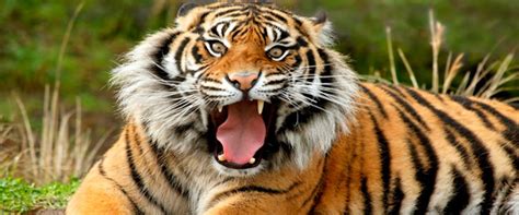 Tigrevurmud vorn, also known as tigre, is the main protagonist of madan no ou no vanadis series. India, la tigre che aveva sbranato 13 persone è stata ...