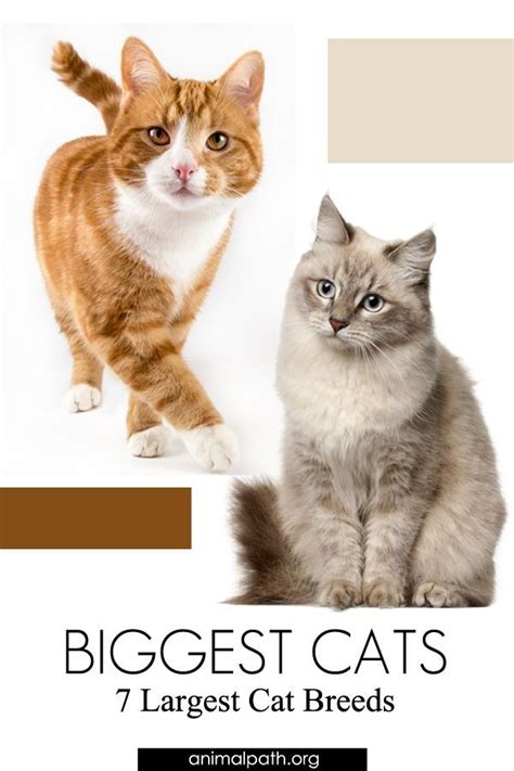 Biggest Cats 7 Largest Cat Breeds Large Cat Breeds Cat Breeds Otosection