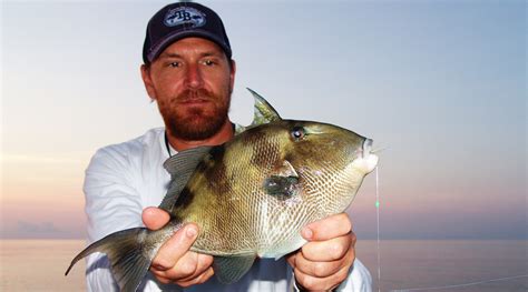 Gulf Gray Triggerfish And Greater Amberjack Re Opens August Florida