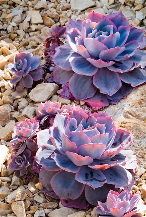If you're asking what to give a succulent plant to eat then any fertilizer will do. Echeveria 'Afterglow' succulent plant, fleshy leaves ...