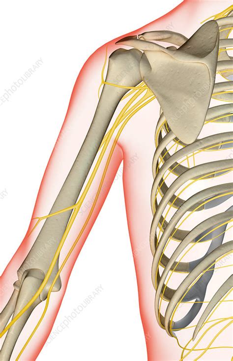 The Nerves Of The Shoulder Stock Image F0015399 Science Photo