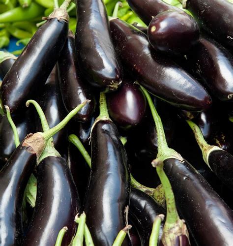 Long Purple Eggplant Seeds West Coast Seeds
