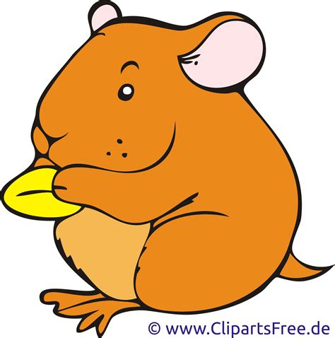 Free Hamster Food Cliparts Download Free Hamster Food Cliparts Png