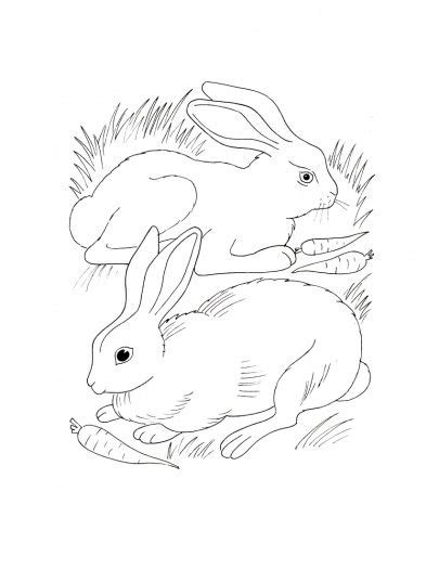 Bunny Rabbit Coloring Pages Rabbits Eating Carrots Coloring Page