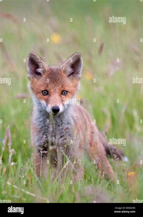 Vixen Red Fox Cub Hi Res Stock Photography And Images Alamy