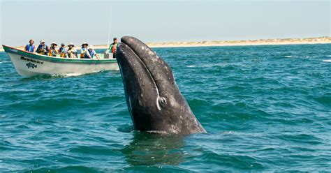 Whale watching the waters off baja california are home to several species of great whales including blue, fin, bryde's, humpback, orca, sperm, and many others. Baja Whale Watching | Top Things To Know About Baja's Gray ...